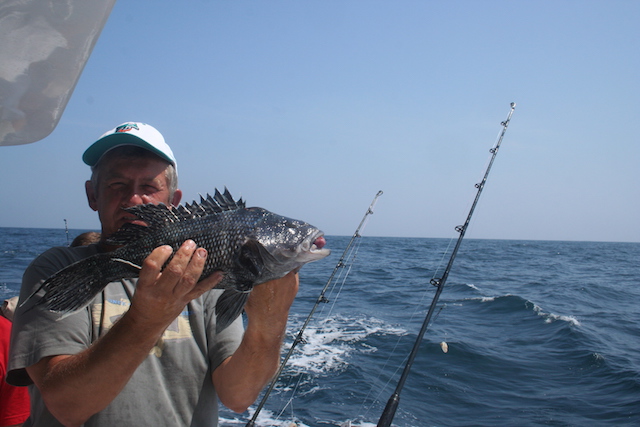 Największy black sea bass Wojtka