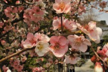 Wiosna w Japonii