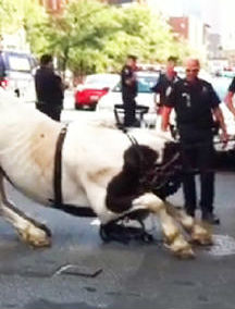 Ucieczka konia NYPD