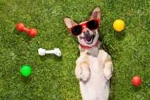 Dog Parks - najlepsze psie place zabaw w NJ