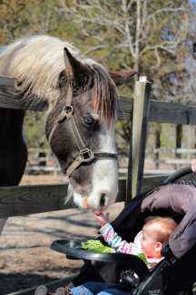 Sanctuary farms. Farmy inne niż wszystkie.