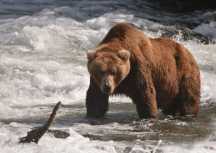 Alaskańskie niedźwiedzie