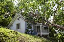 Jak ubezpieczyć dom i mieszkanie od upadku drzewa?