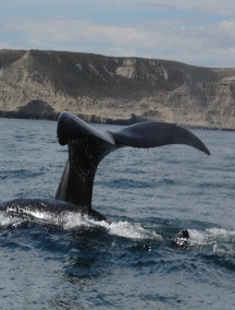 Zwłoki wieloryba na brzegu