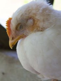 USA: Ptasia grypa