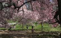 Powitaj wiosnę w The New York Botanical Garden