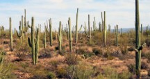 Park Narodowy Kaktusów Saguaro