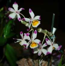 Styczniowa wystawa North Jersey Orchid Society