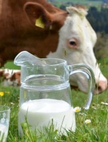 Wzrost produkcji mleka w USA