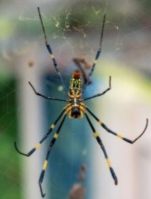 Inwazja pająków Joro