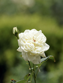 Róża św. Jana Pawła II