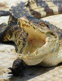2-latek w paszczy aligatora