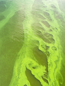 Trujące algi w jeziorach NJ