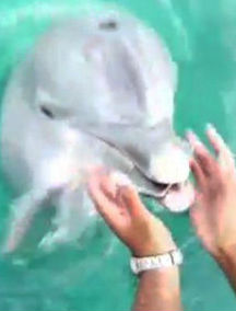 Pomocny delfin