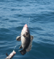 Dwa wędkowania na Black Sea Bass