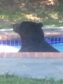 Niedźwiedź w basenie