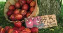 Przyszła jesień - zbieramy jabłka w NJ!