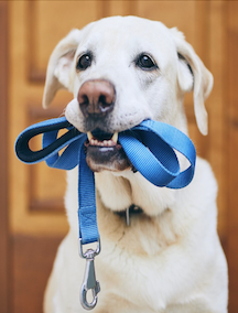 Po DNA psa do właściciela