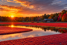 Czerwone pola New Jersey